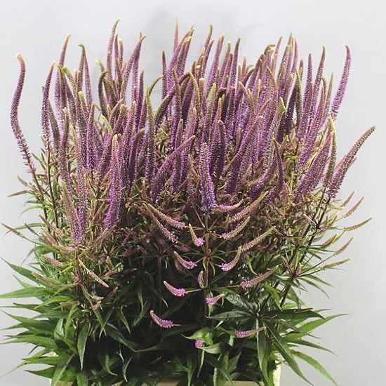 VERONICASTRUM FASCINATION