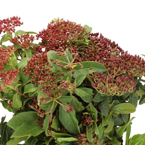 VIBURNUM BERRY