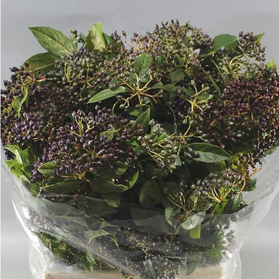 VIBURNUM BLACKBERRIES
