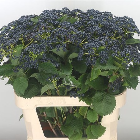 VIBURNUM BLUEBERRY HILL