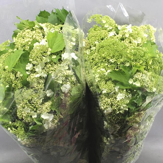 VIBURNUM COMPACTUM