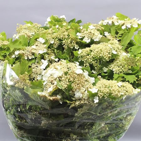 VIBURNUM COMPACTUM
