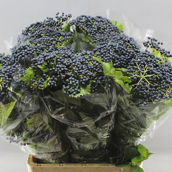 VIBURNUM DE INGE