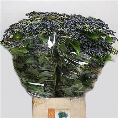 VIBURNUM DE INGE (1 HEAD PER STEM)