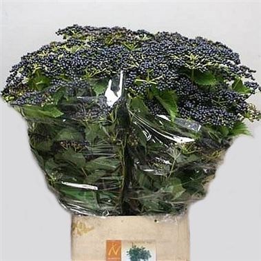 VIBURNUM DE INGE