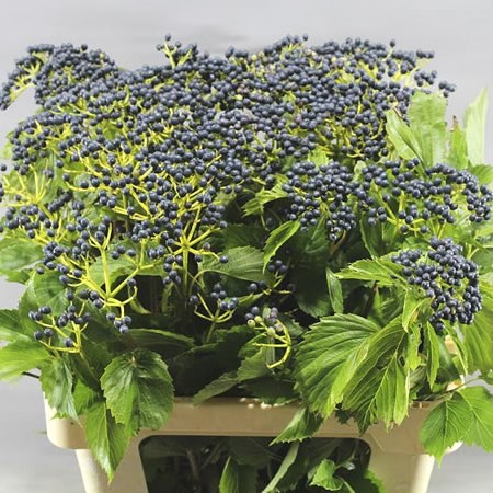 VIBURNUM MAGICAL BLUE