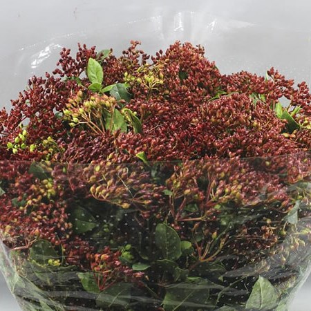 VIBURNUM RED