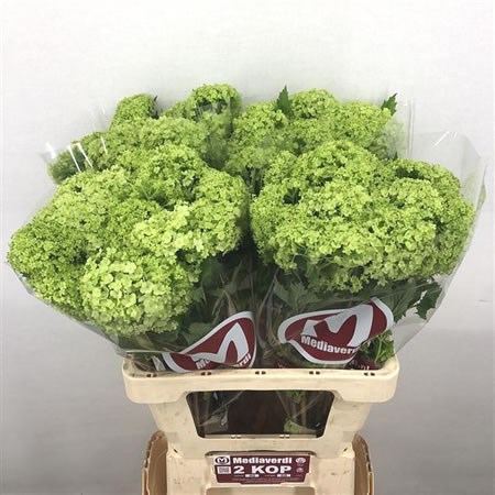 VIBURNUM ROSEUM - 2 BUDS