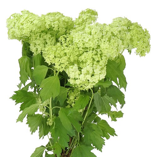 VIBURNUM ROSEUM (BQT GRADE)