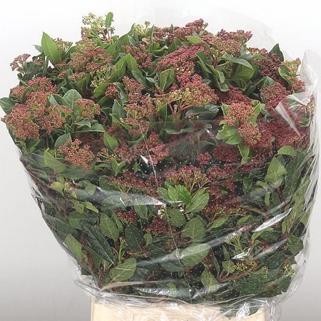 VIBURNUM TINUS