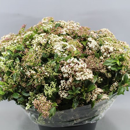 VIBURNUM TINUS