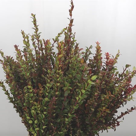 Vaccinium Huckleberry Red