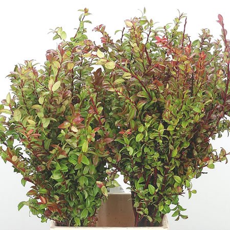 Vaccinium Huckleberry
