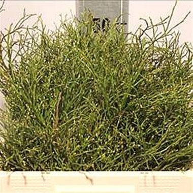 Vaccinium Myrtillus