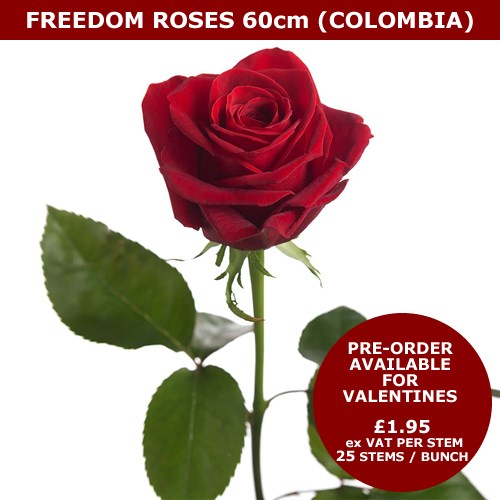 Valentines Red Freedom Roses 60cm for Pre-Order | Valentines Roses ...
