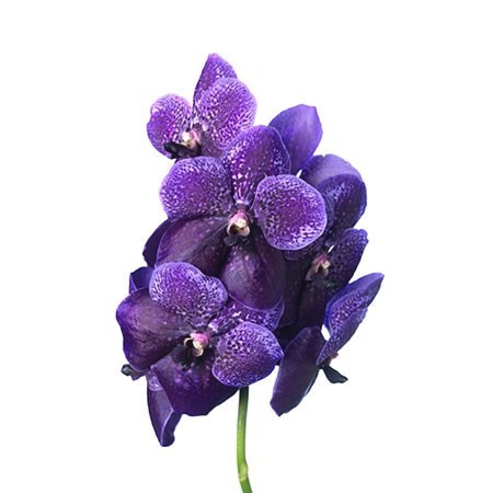 Vanda Divana Orchid -  Lilac & Aubergine