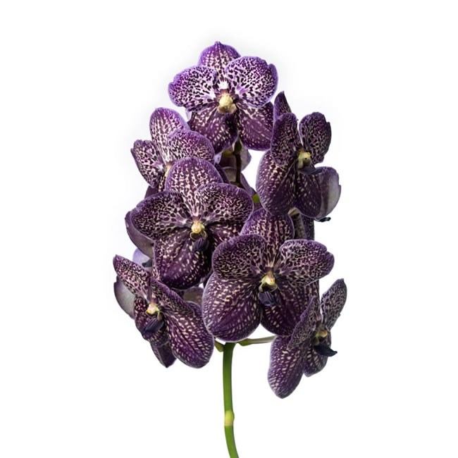 Vanda Orchid - Black Magic