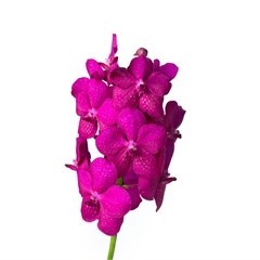 Vanda Orchid - Cerise Magic