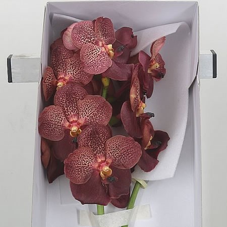 Vanda Orchid - Copper Red