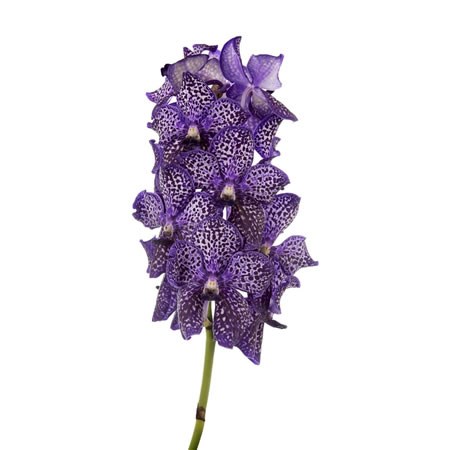 Vanda Orchid - Dark Blue 434