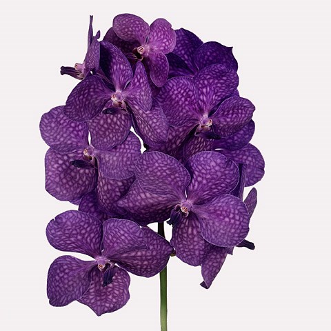Vanda Orchid - Dark Blue Magic | Wholesale Dutch Flowers & Florist Supplies  UK