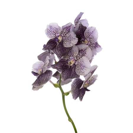 Vanda Orchid - Divana Antique Mauve Plum