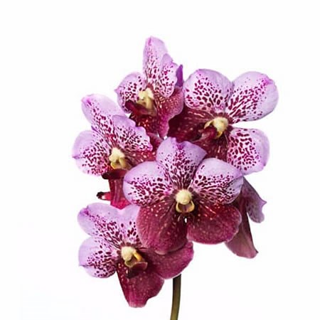 Vanda Orchid - Divana Pink And Mahogany