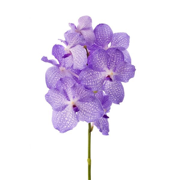 Vanda Orchid - Kanchana Angelite