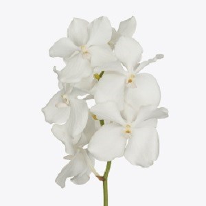 Vanda Orchid - Kanchana Ansu No.1