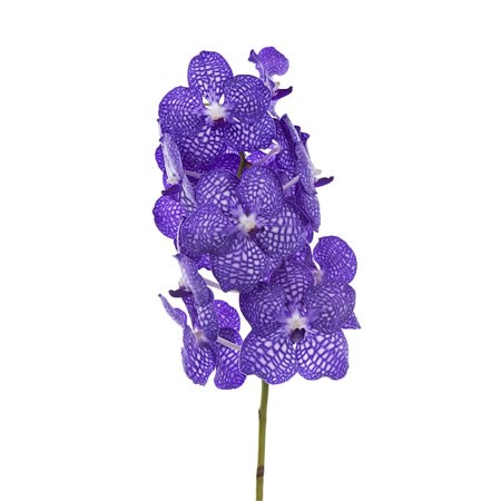 Vanda Orchid - Kanchana China Blue