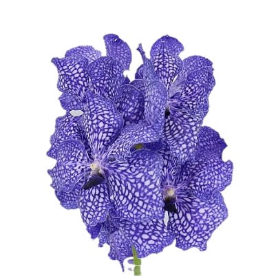 Vanda Orchid - Kanchana Delft Blue