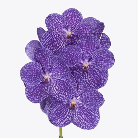 Vanda Orchid - Kanchana Indigo