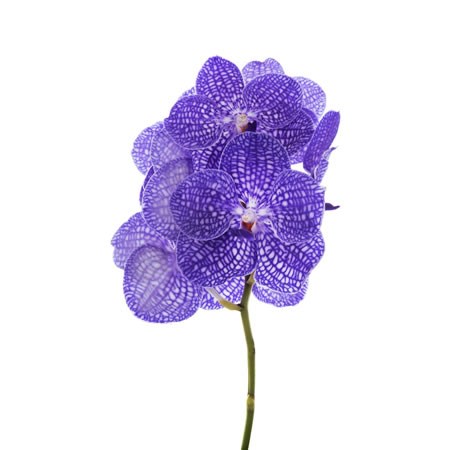 Vanda Orchid - Kanchana Indigo