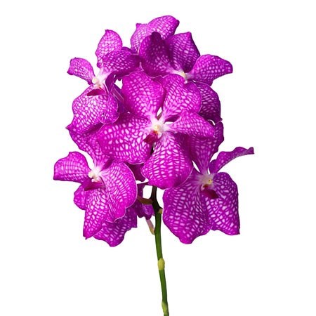 Vanda Orchid - kanchana magic pink