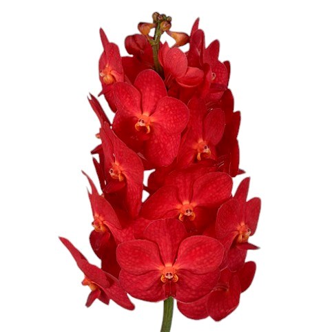 Vanda Orchid - Natcha Magic Red