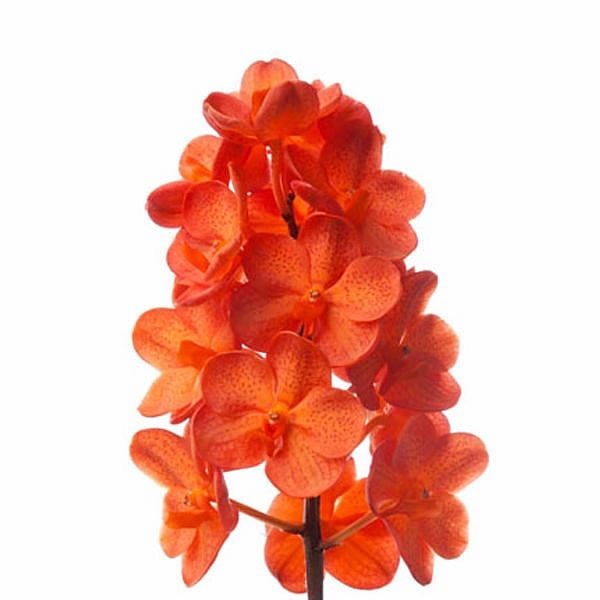 Vanda Orchid - Natcha Mandarin Orange