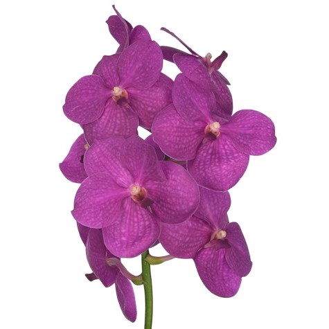 Vanda Orchid - Nitaya Hot Fuchsia