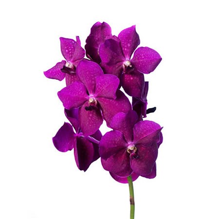 Vanda Orchid - Nitaya Rasberry Cerise