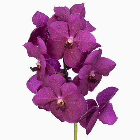 Vanda Orchid - Nitaya Raspberry Cerise