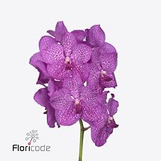 Vanda Orchid - Nitaya Rosy