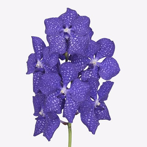 Vanda Orchid - Nitaya Royal Blue