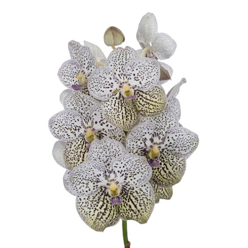 Vanda Orchid - Purple Confetti