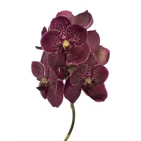 Vanda Orchid -  Sunanda Chocolate Red