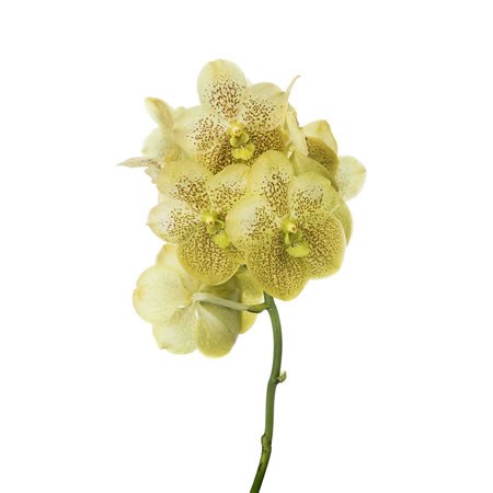 Vanda Orchid - Sunanda Citronella