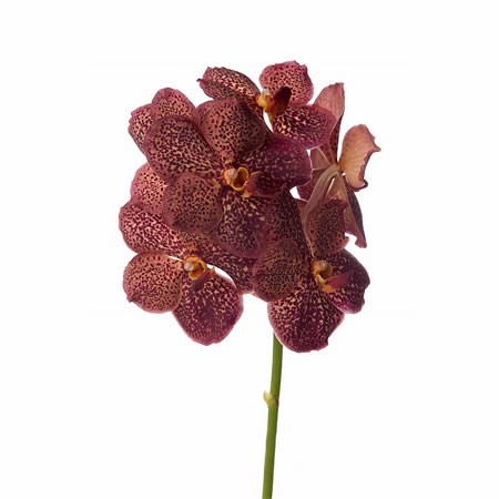 Vanda Orchid - Sunanda Lava
