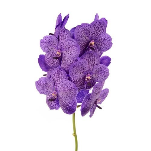 Vanda Orchid - Sunanda Lavender Sprinkles