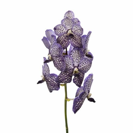Vanda Orchid - Sunanda Lilac Starlight