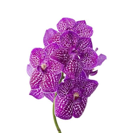 Vanda Orchid - Sunanda Lipstick