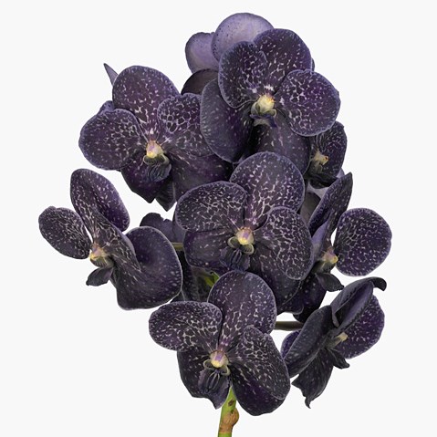 Vanda Orchid - sunanda midnight black