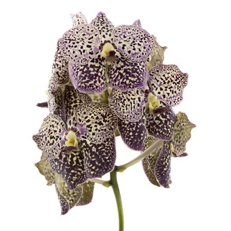 Vanda Orchid - Sunanda Ocelot Sangria